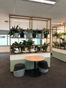 indoor-plants-office-fit-out